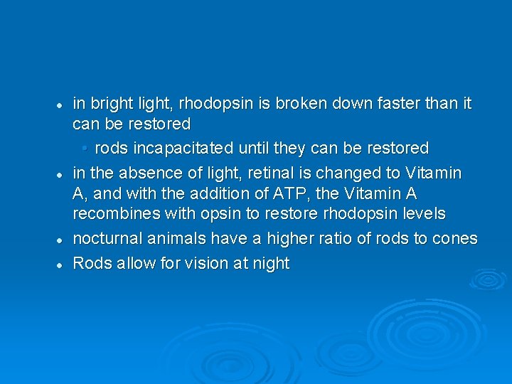 l l in bright light, rhodopsin is broken down faster than it can be