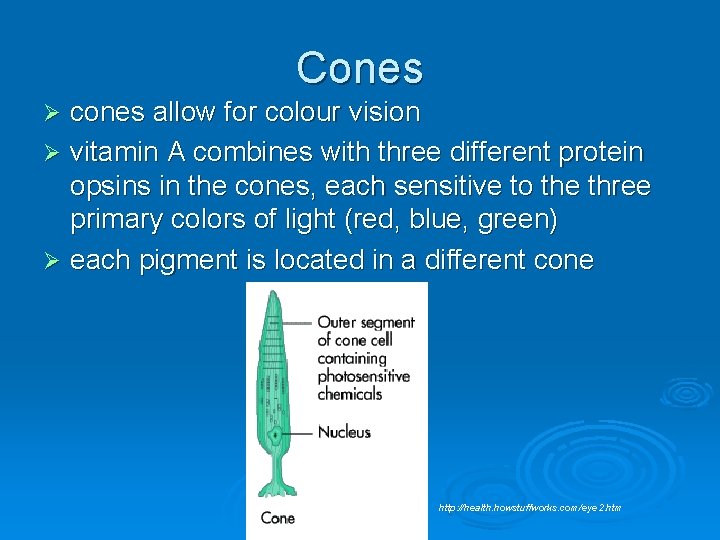 Cones cones allow for colour vision Ø vitamin A combines with three different protein