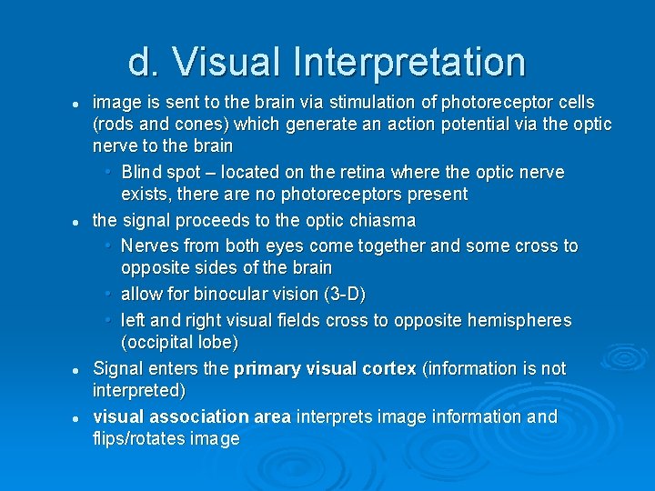 d. Visual Interpretation l l image is sent to the brain via stimulation of