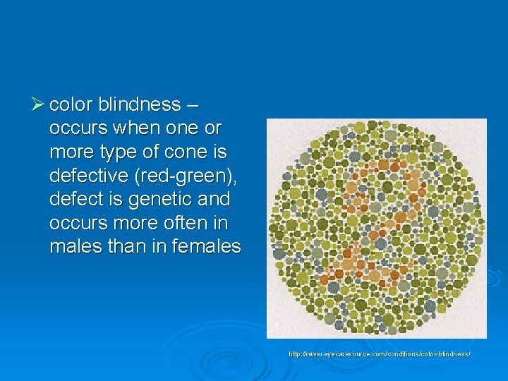 Ø color blindness – occurs when one or more type of cone is defective