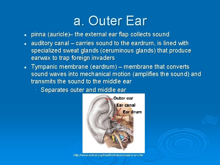 a. Outer Ear l l l pinna (auricle)– the external ear flap collects sound