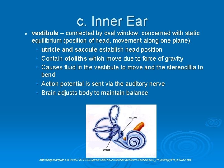 c. Inner Ear l vestibule – connected by oval window, concerned with static equilibrium