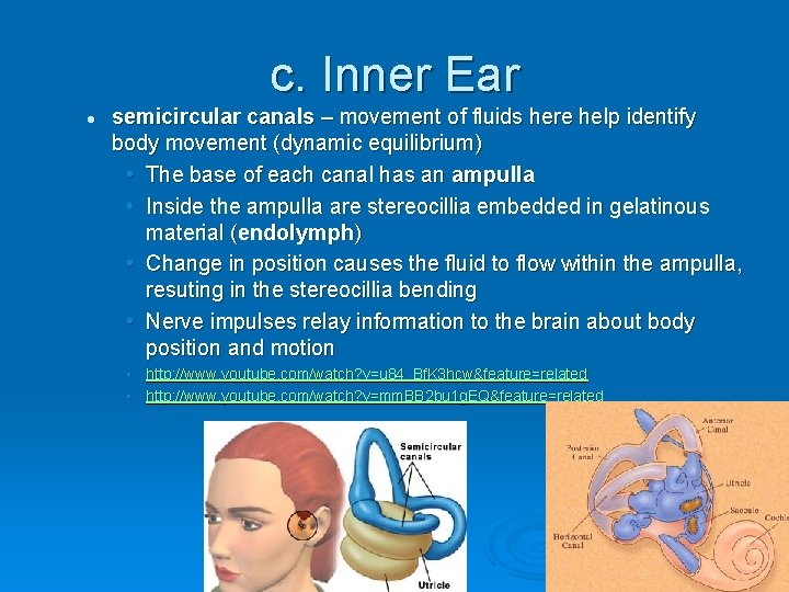 c. Inner Ear l semicircular canals – movement of fluids here help identify body