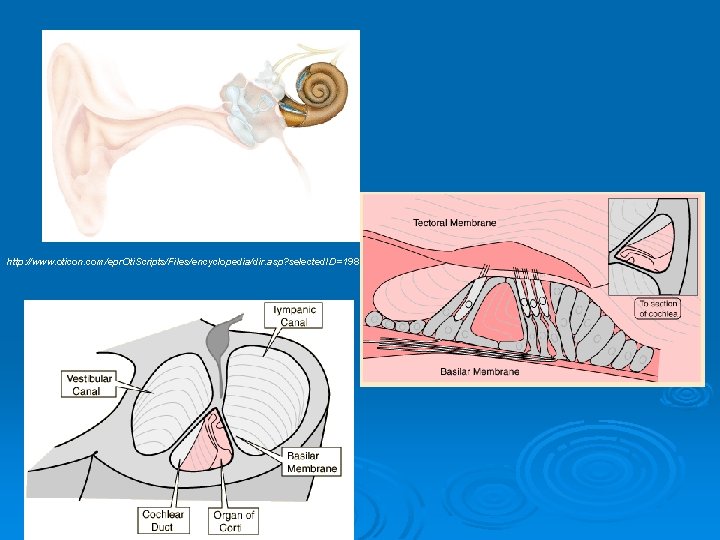 http: //www. oticon. com/epr. Oti. Scripts/Files/encyclopedia/dir. asp? selected. ID=198 