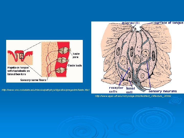 http: //www. vivo. colostate. edu/hbooks/pathphys/digestion/pregastric/taste. html http: //www. agen. ufl. edu/~chyn/age 2062/lect_24/lecture_24. htm 