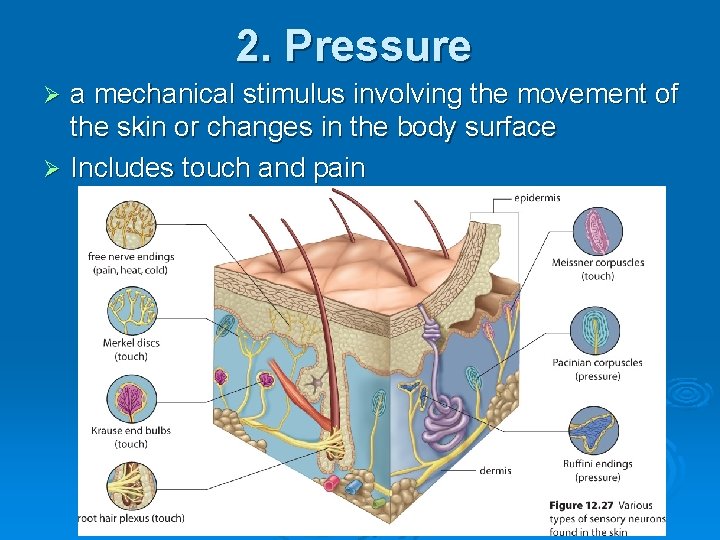 2. Pressure a mechanical stimulus involving the movement of the skin or changes in