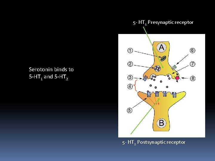 5 - HT 1 Presynaptic receptor Serotonin binds to 5 -HT 1 and 5