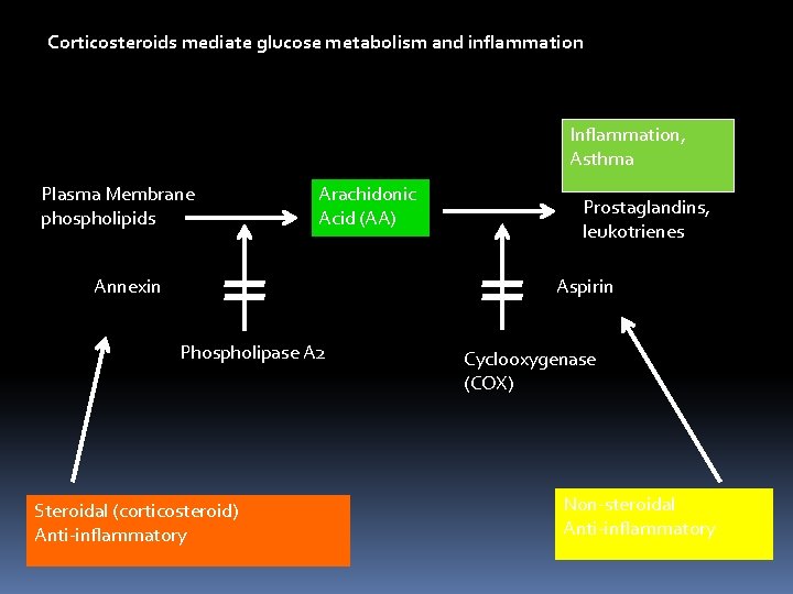 Corticosteroids mediate glucose metabolism and inflammation Inflammation, Asthma Plasma Membrane phospholipids Arachidonic Acid (AA)