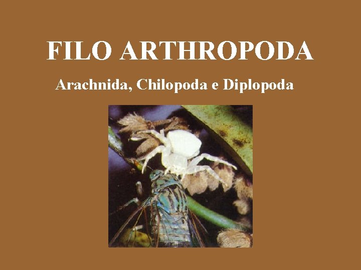 FILO ARTHROPODA Arachnida, Chilopoda e Diplopoda 