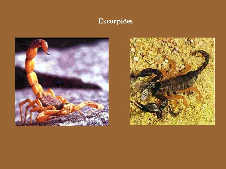 Escorpiões 