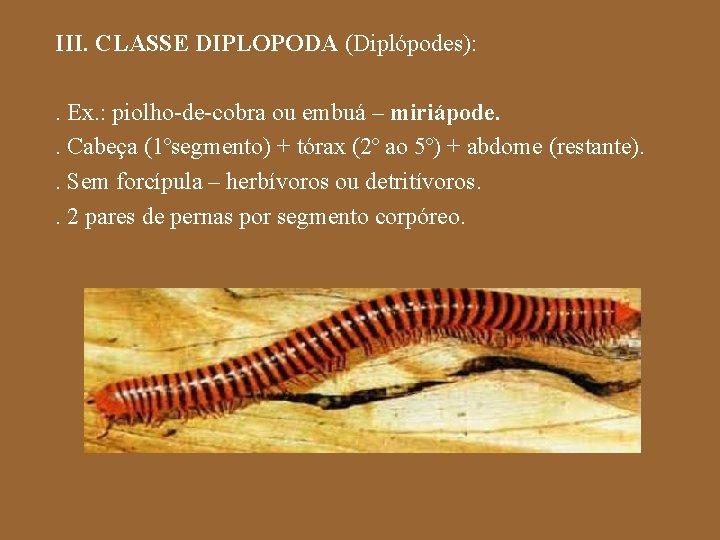 III. CLASSE DIPLOPODA (Diplópodes): . Ex. : piolho-de-cobra ou embuá – miriápode. . Cabeça