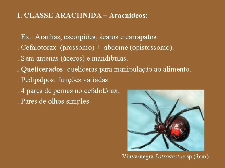 I. CLASSE ARACHNIDA – Aracnídeos: . Ex. : Aranhas, escorpiões, ácaros e carrapatos. .