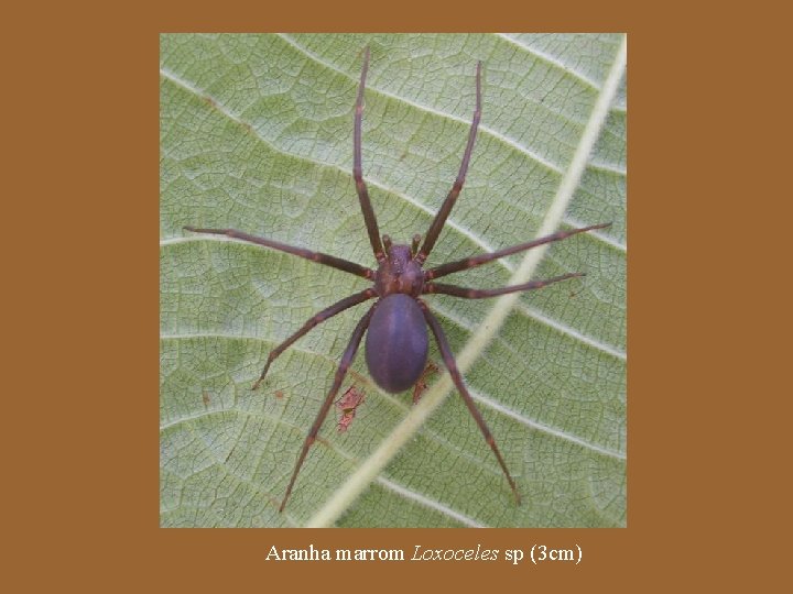 Aranha marrom Loxoceles sp (3 cm) 