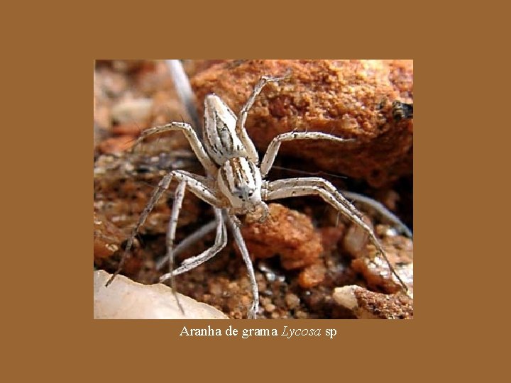 Aranha de grama Lycosa sp 