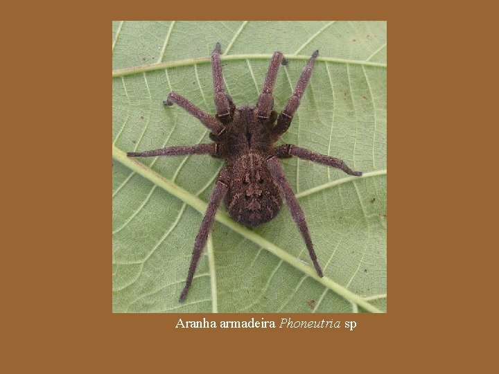 Aranha armadeira Phoneutria sp 