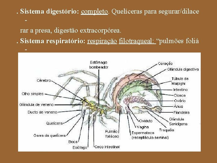 . Sistema digestório: completo. Quelíceras para segurar/dilace rar a presa, digestão extracorpórea. . Sistema