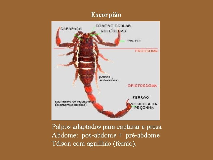 Escorpião Palpos adaptados para capturar a presa Abdome: pós-abdome + pré-abdome Télson com aguilhão
