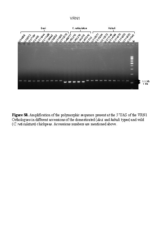 VRN 1 C 4 IC C. reticulatum Kabuli 9 IC 58 C 6 IC