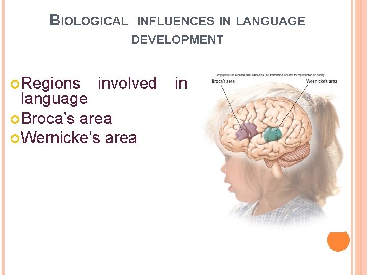 BIOLOGICAL INFLUENCES IN LANGUAGE DEVELOPMENT Regions involved language Broca’s area Wernicke’s area in 