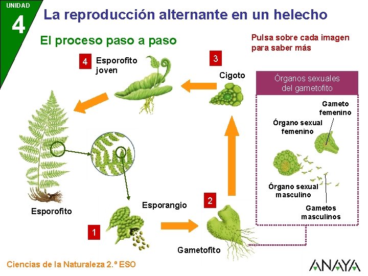 UNIDAD 4 La reproducción alternante en un helecho Pulsa sobre cada imagen para saber