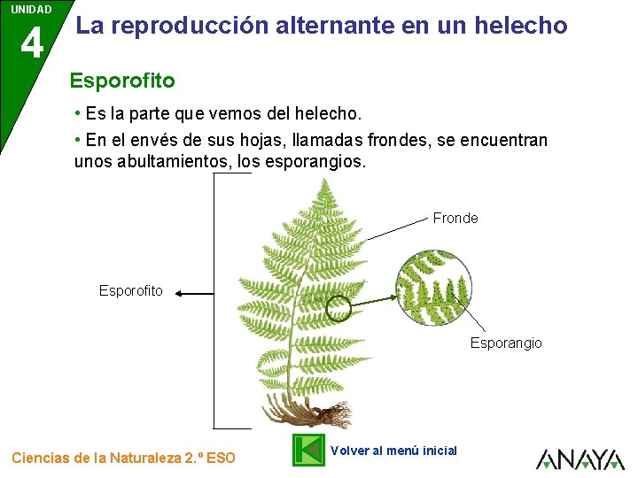 UNIDAD 4 La reproducción alternante en un helecho Esporofito • Es la parte que