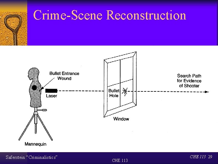 Crime-Scene Reconstruction Saferstein “Criminalistics” CHE 113 29 