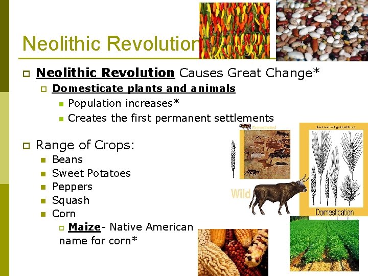 Neolithic Revolution p Neolithic Revolution Causes Great Change* p p Domesticate plants and animals