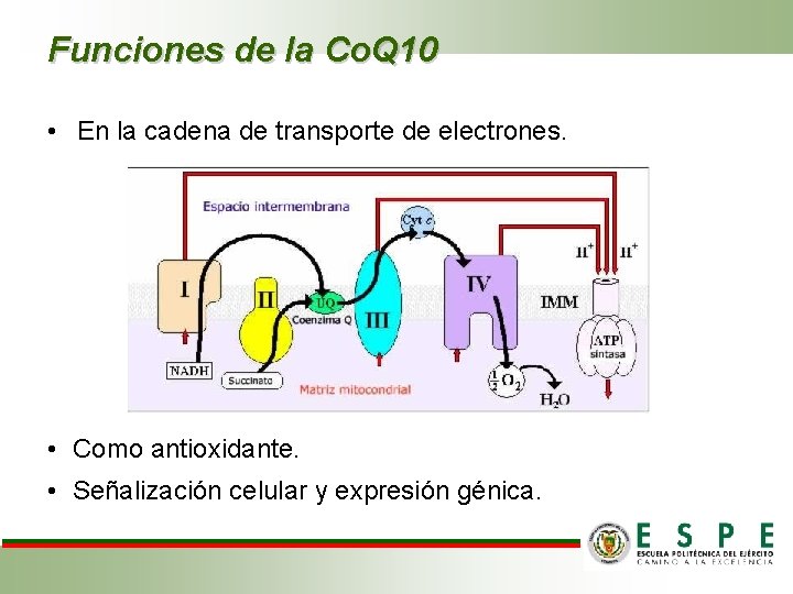 Funciones de la Co. Q 10 • En la cadena de transporte de electrones.