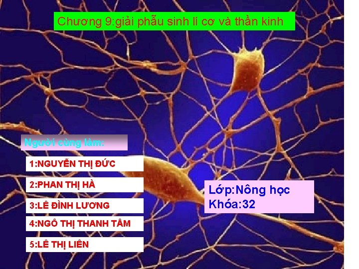 Chương 9: giải phẫu sinh lí cơ và thần kinh n va thần kinh