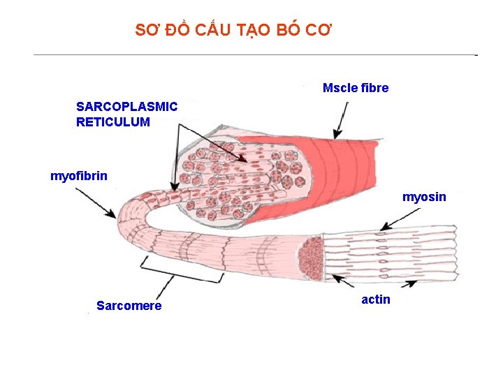 SƠ ĐỒ CẤU TẠO BÓ CƠ Mscle fibre SARCOPLASMIC RETICULUM myofibrin myosin Sarcomere actin