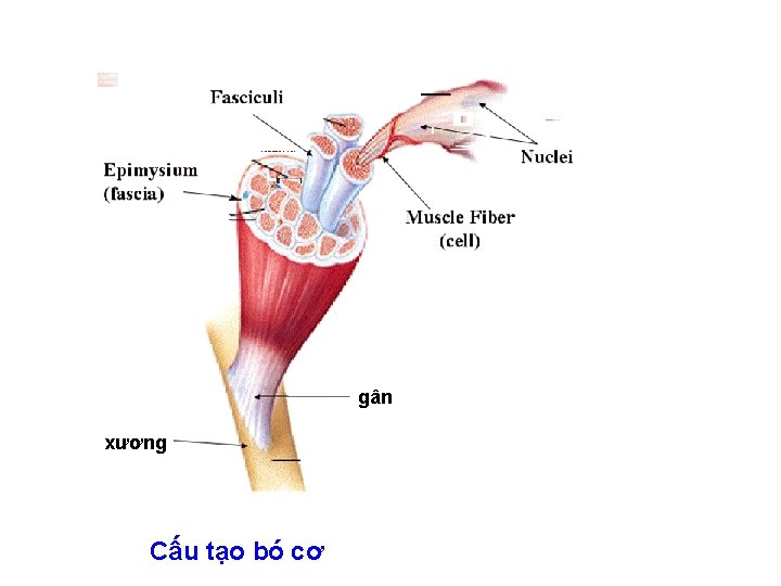 gân xương Cấu tạo bó cơ 