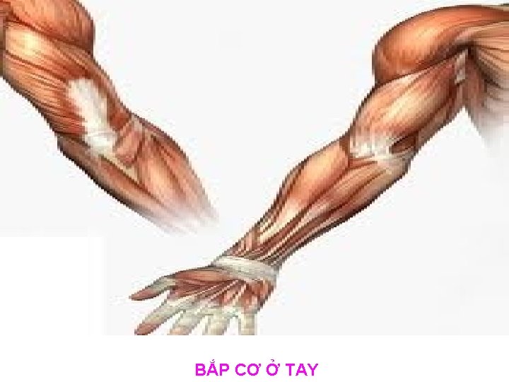 BẮP CƠ Ở TAY 