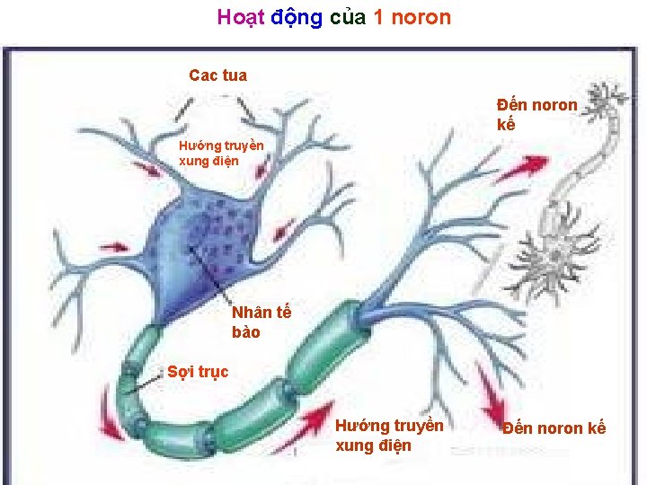 Hoạt động của 1 noron Cac tua Đến noron kế Hướng truyền xung điện