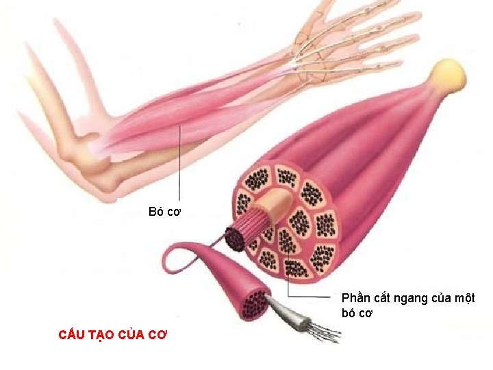 Bó cơ Phần cắt ngang của một bó cơ CẤU TẠO CỦA CƠ 