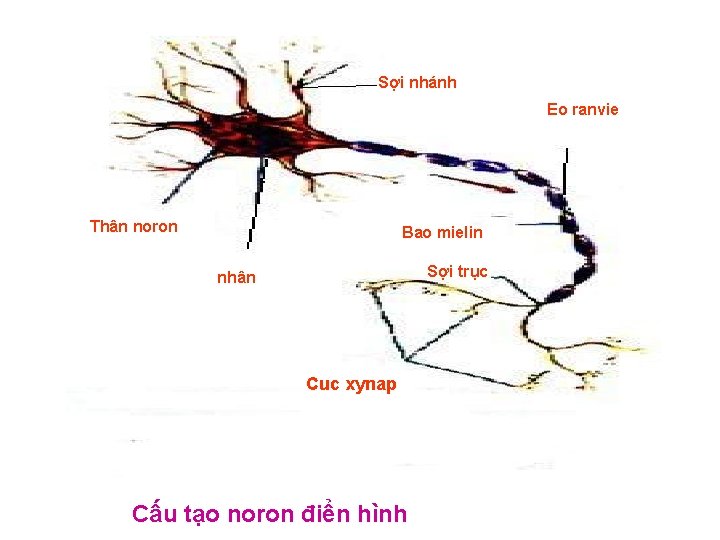 Sợi nhánh Eo ranvie Thân noron Bao mielin Sợi trục nhân Cuc xynap Cấu