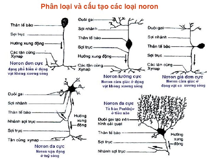 Phân loại và cấu tạo các loại noron 