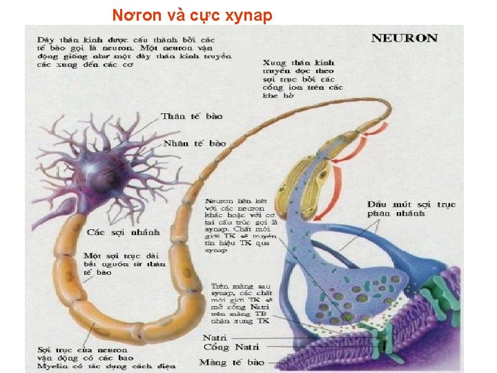 Nơron và cực xynap 