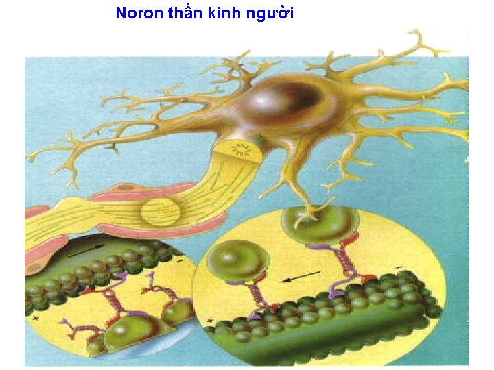 Noron thần kinh người 