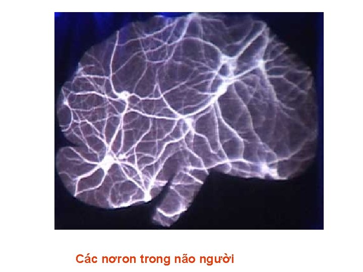 Các nơron trong não người 