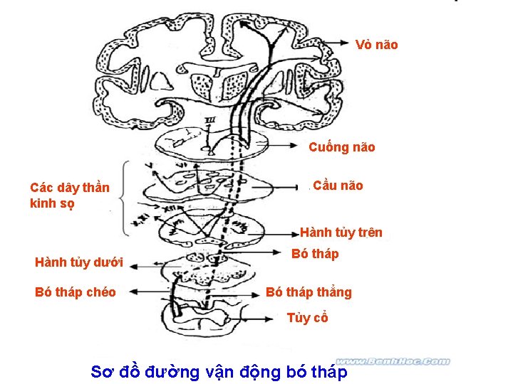 Vỏ não Cuống não Các dây thần kinh sọ Cầu não Hành tủy trên