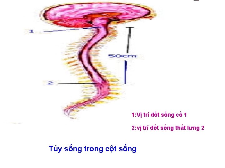 1: Vị trí đốt sống cổ 1 2: vị trí đốt sống thắt lưng