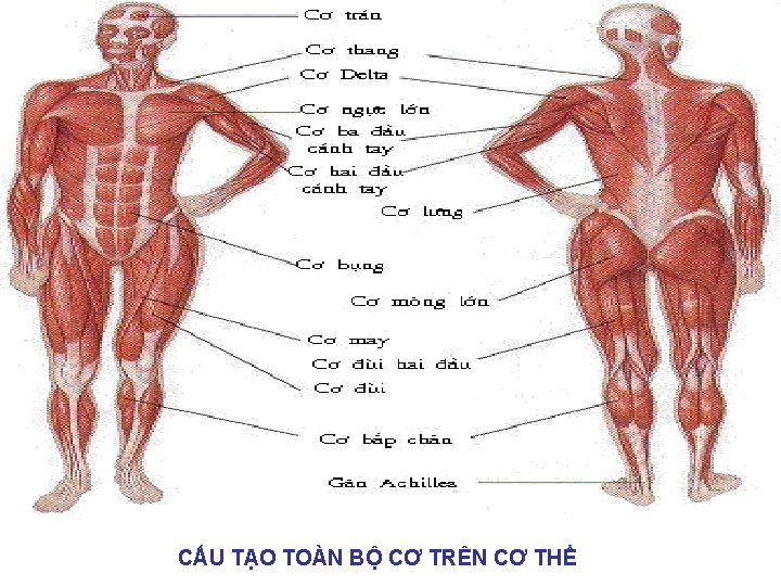 CẤU TẠO TOÀN BỘ CƠ TRÊN CƠ THỂ 