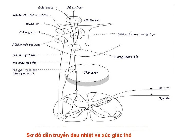 Sơ đồ dẫn truyền đau nhiệt và xúc giác thô 