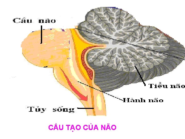 CẤU TẠO CỦA NÃO 