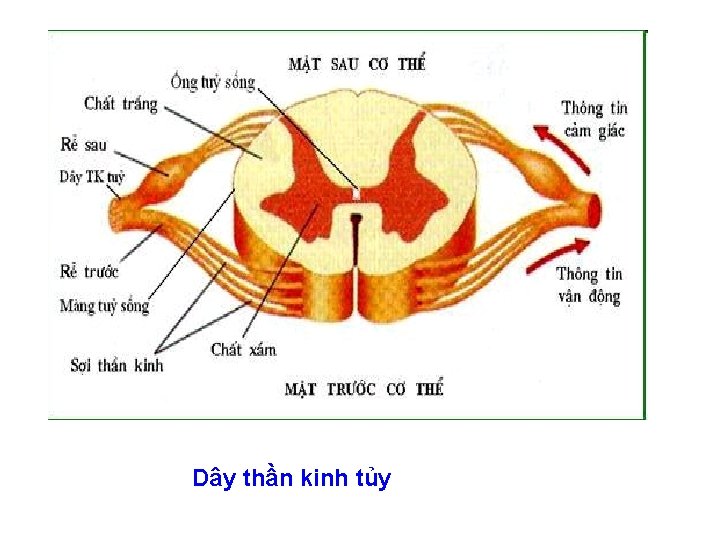 Dây thần kinh tủy 