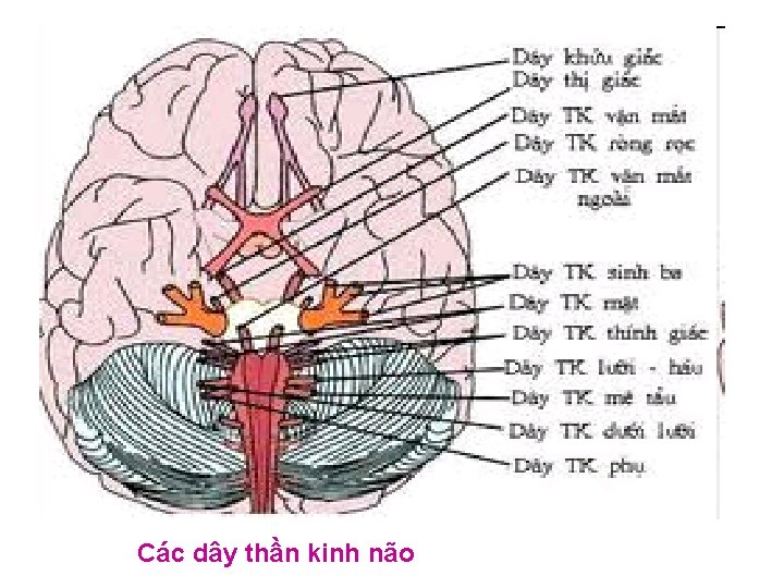 Các dây thần kinh não 