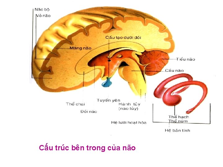 Cấu trúc bên trong của não 