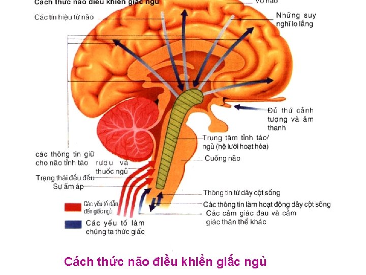 Cách thức não điều khiển giấc ngủ 