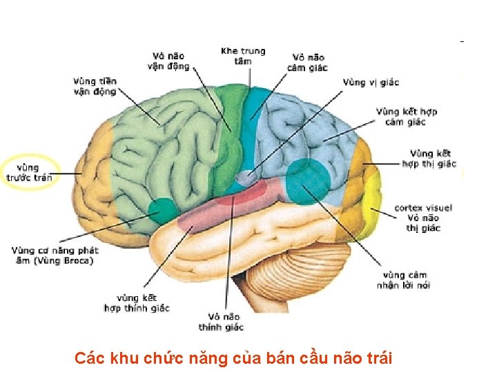 Các khu chức năng của bán cầu não trái 