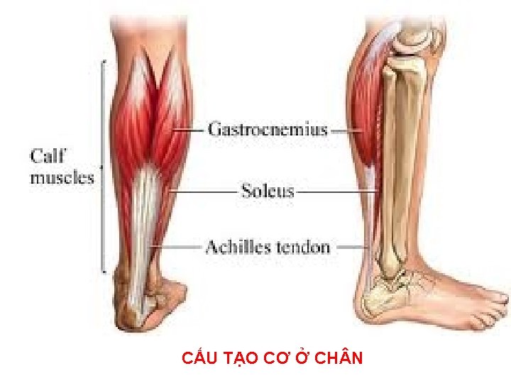 CẤU TẠO CƠ Ở CH N 